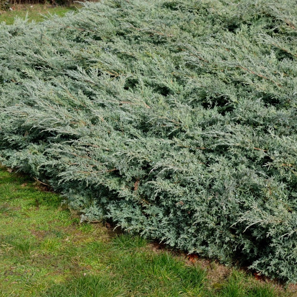 Juniper 'Blue Pacific'