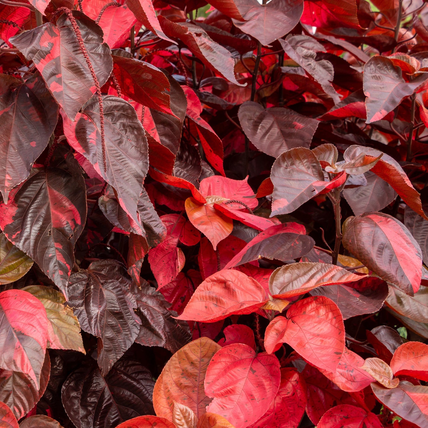 CopperLeaf - Red