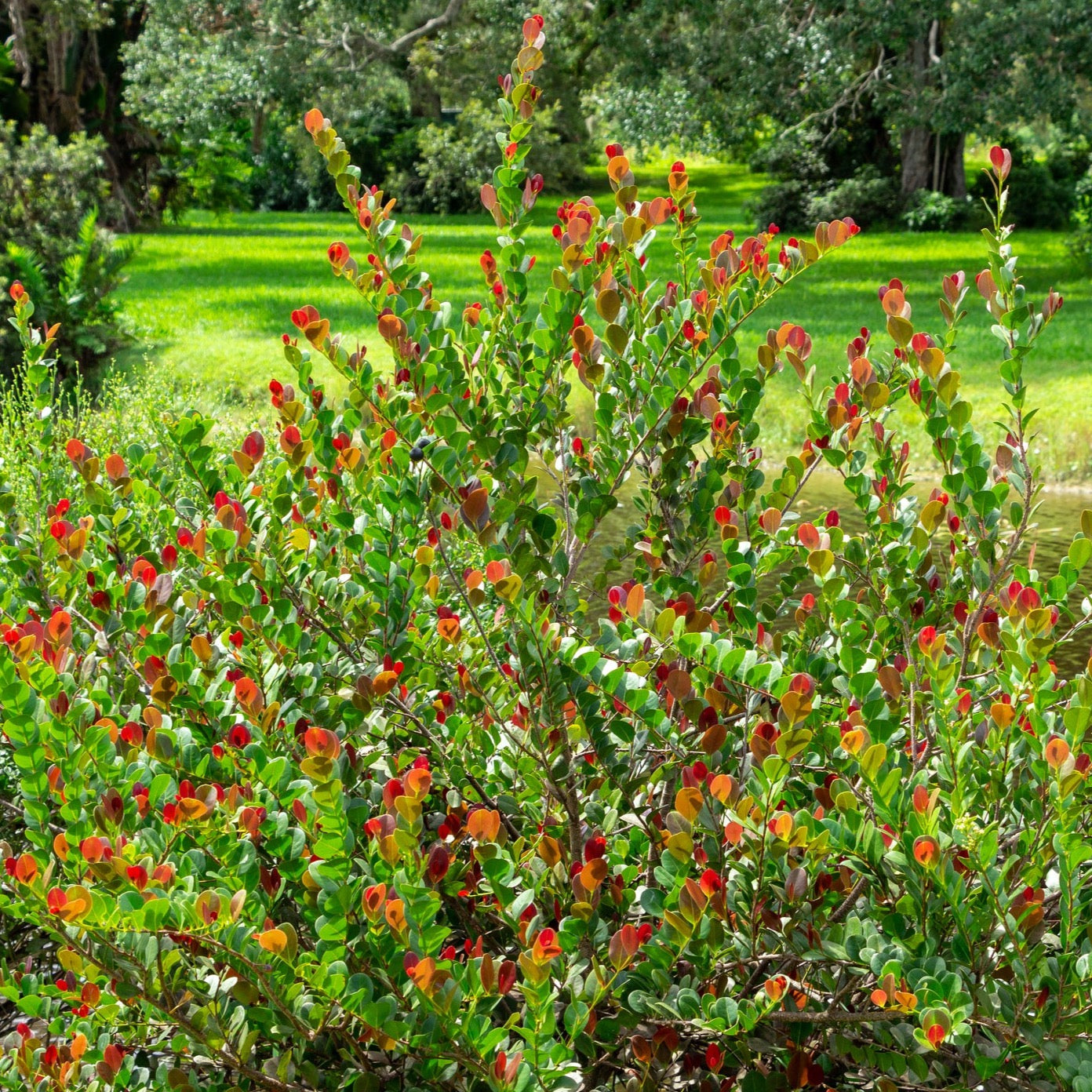 Cocoplum 'Red Tip'