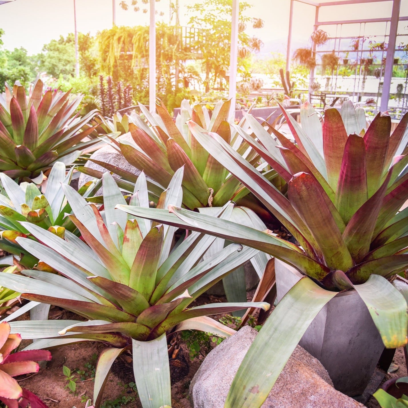 Imperial Bromeliad