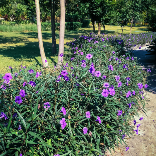 Purple Showers