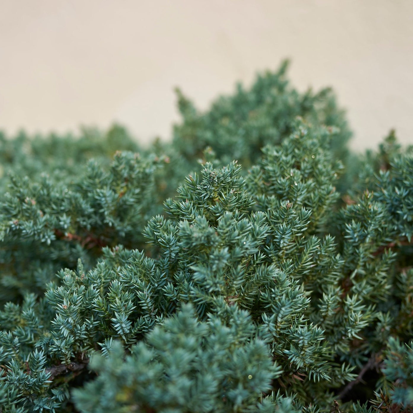 Juniper 'Parsonii'