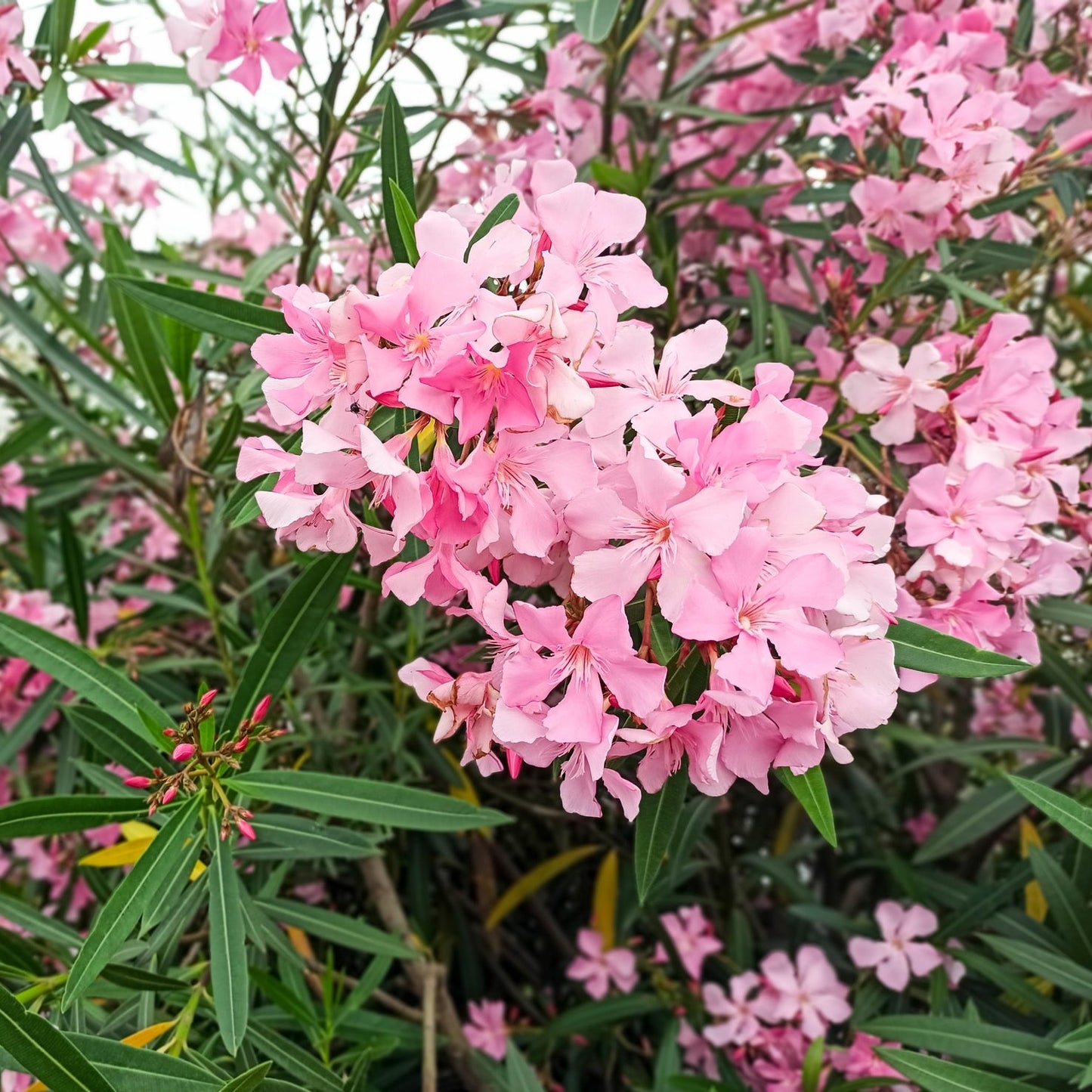 Oleander