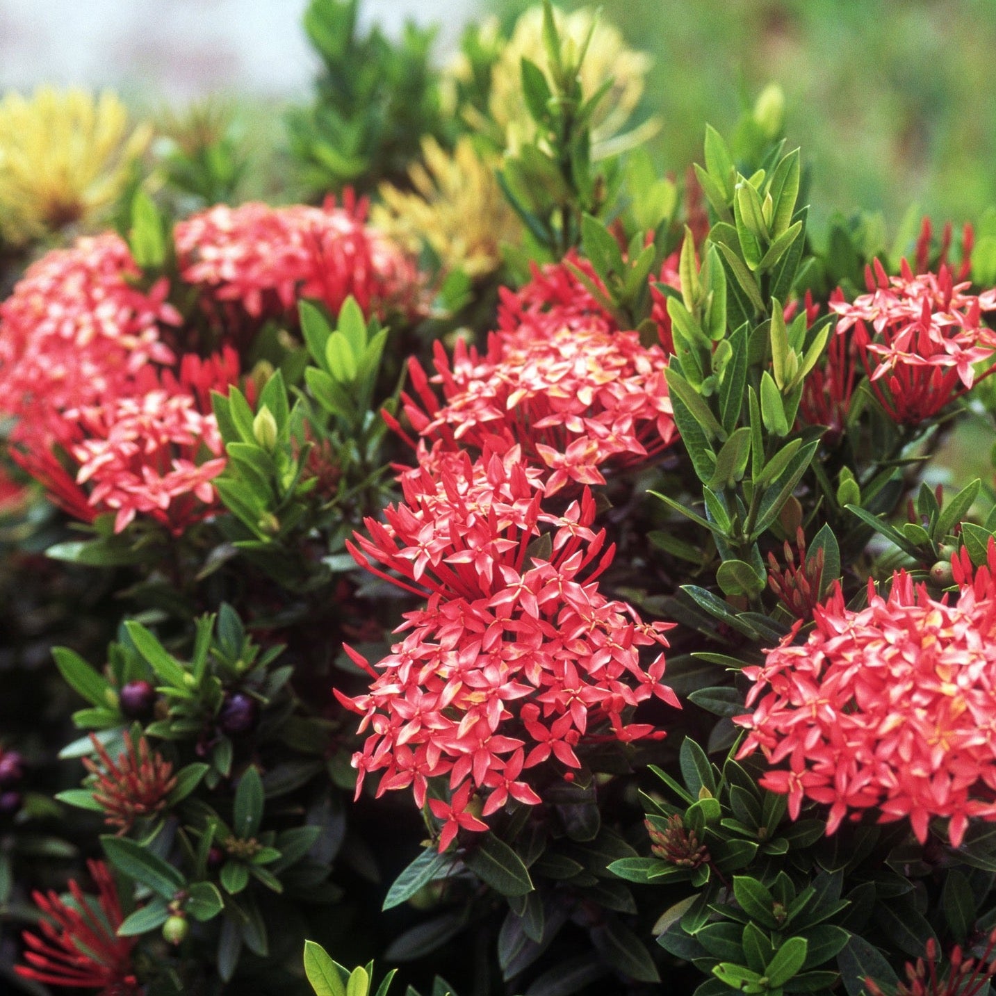 Dwarf Ixora Red