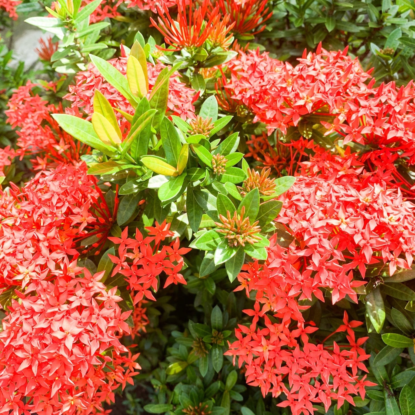 Dwarf Ixora Red