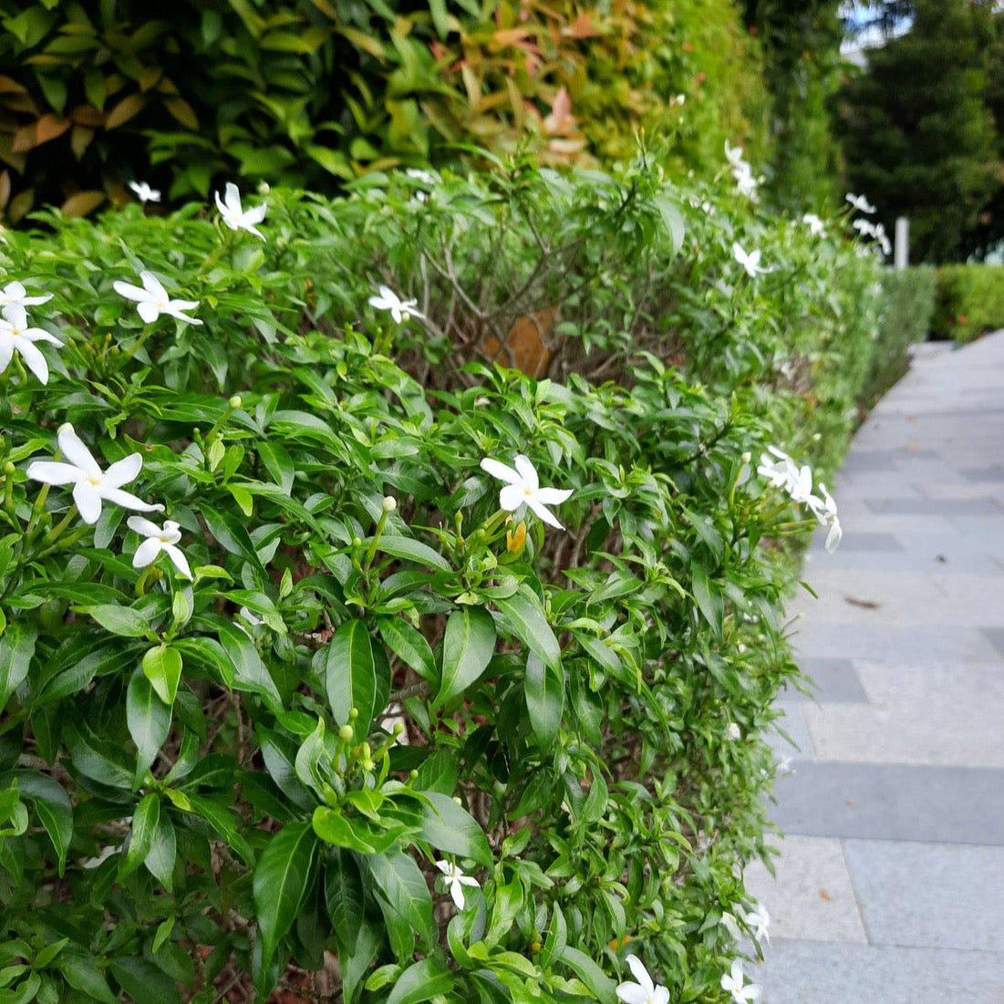 Pinwheel Jasmine