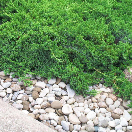 Juniper 'Parsonii'