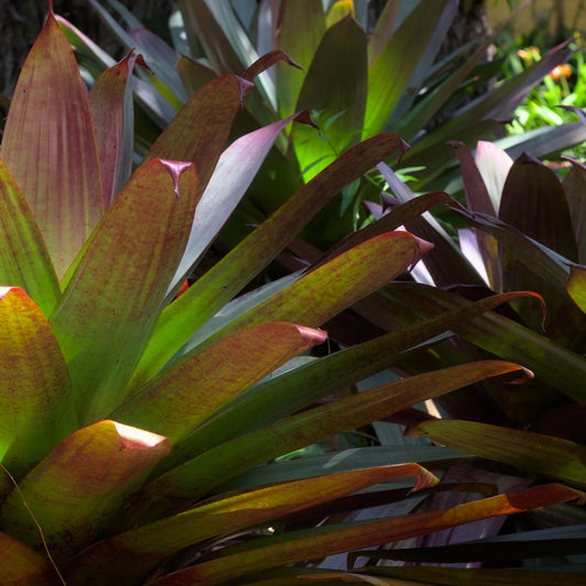 Imperial Bromeliad