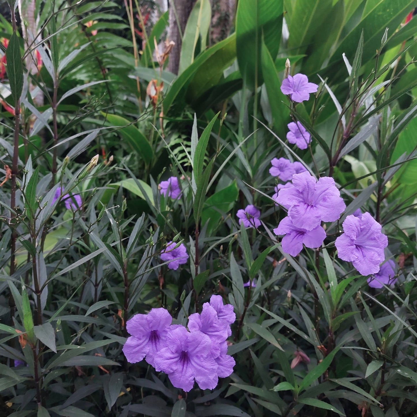 Purple Showers
