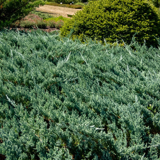 Juniper 'Blue Pacific'