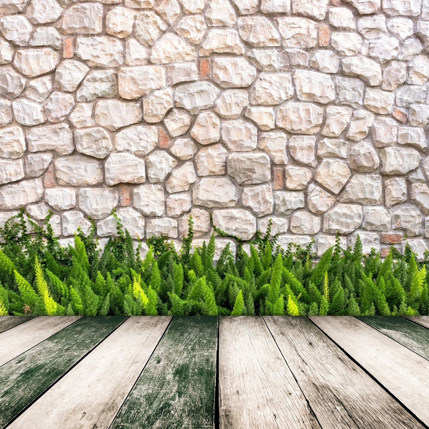 Foxtail Ferns
