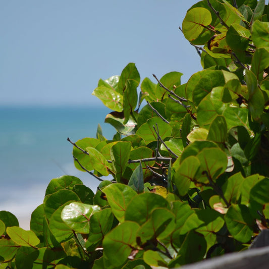 Sea Grape