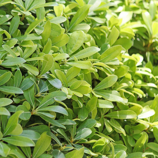 Pittosporum 'Variegata'
