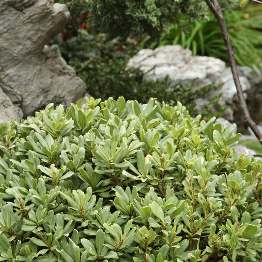 Pittosporum 'Variegata'