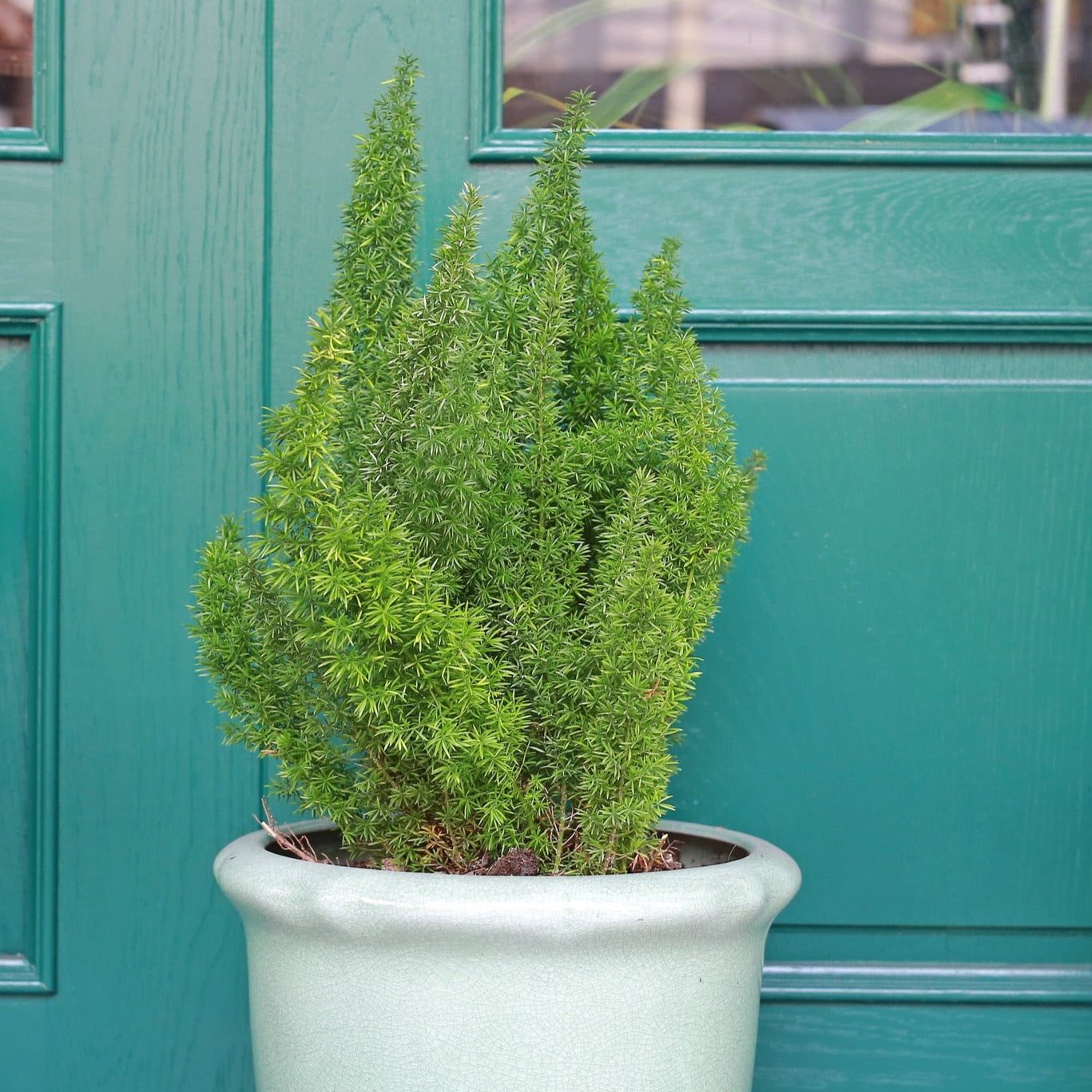 Foxtail Ferns