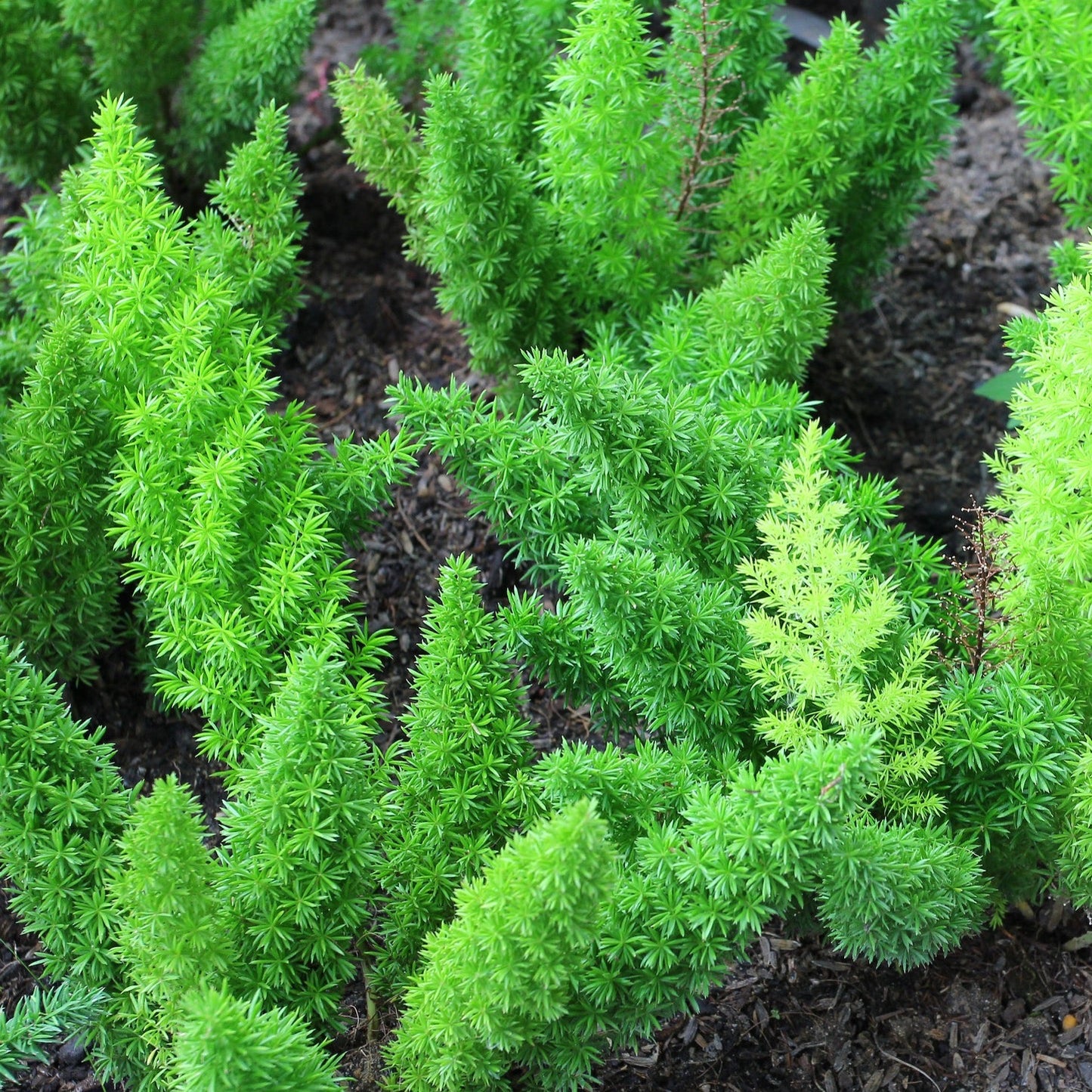 Foxtail Ferns