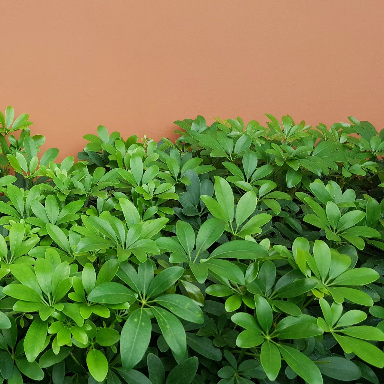 Green Arboricola