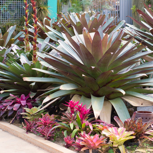 Imperial Bromeliad