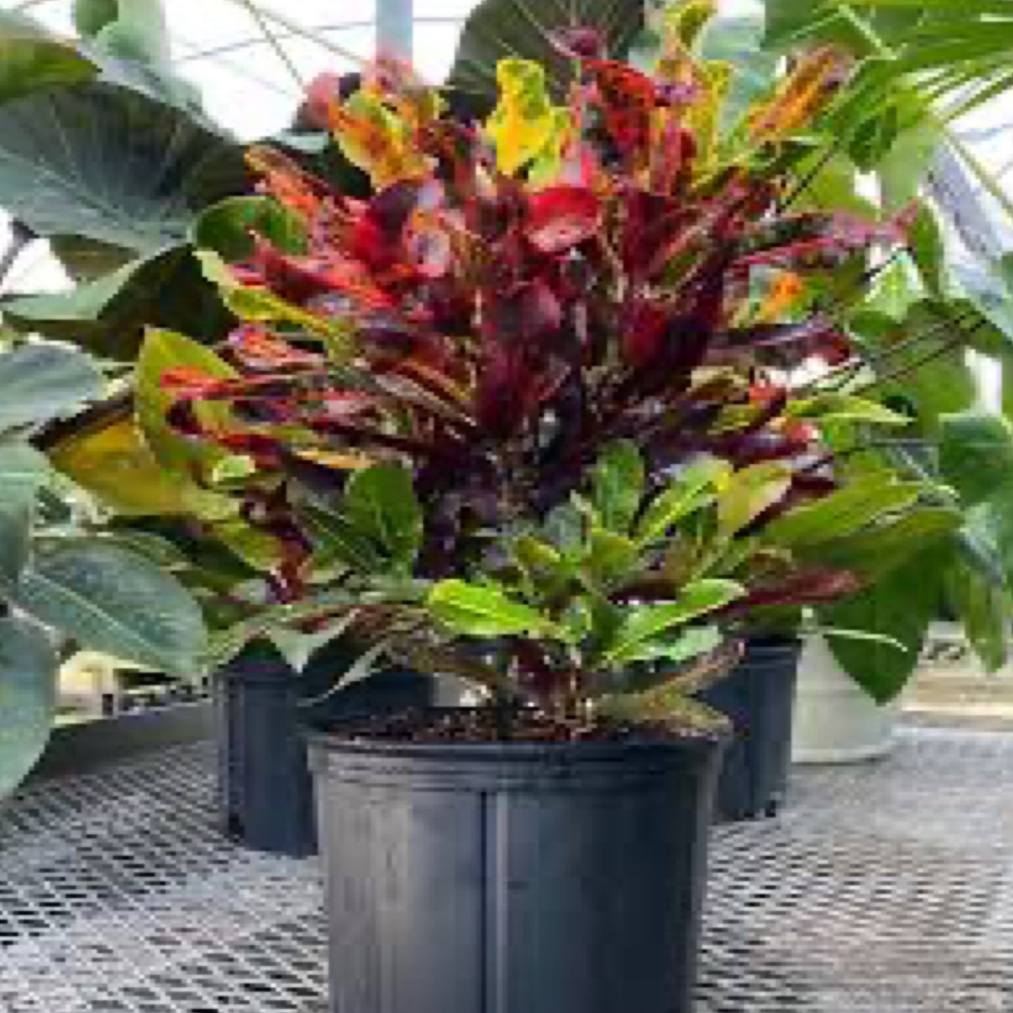 Croton 'Mammey'