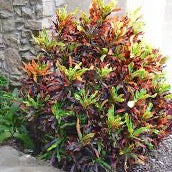 Croton 'Mammey'
