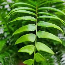 Macho Fern
