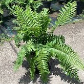 Macho Fern