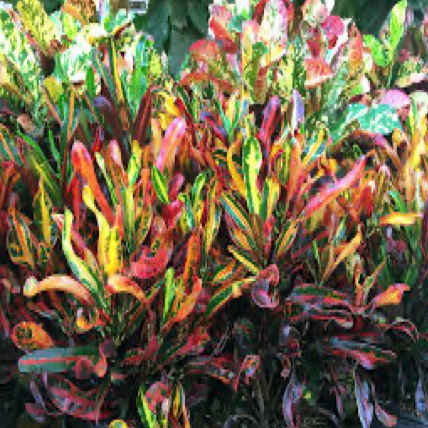 Croton 'Mammey'