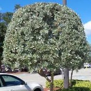 Silver Buttonwood