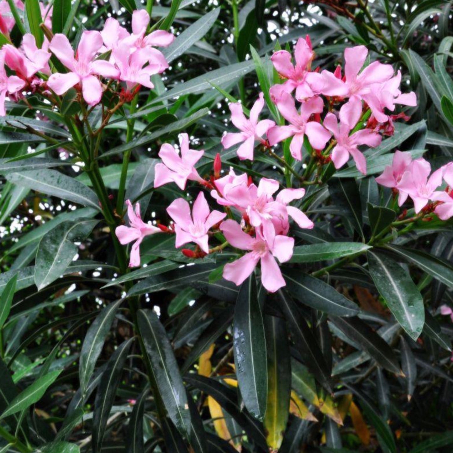 Oleander