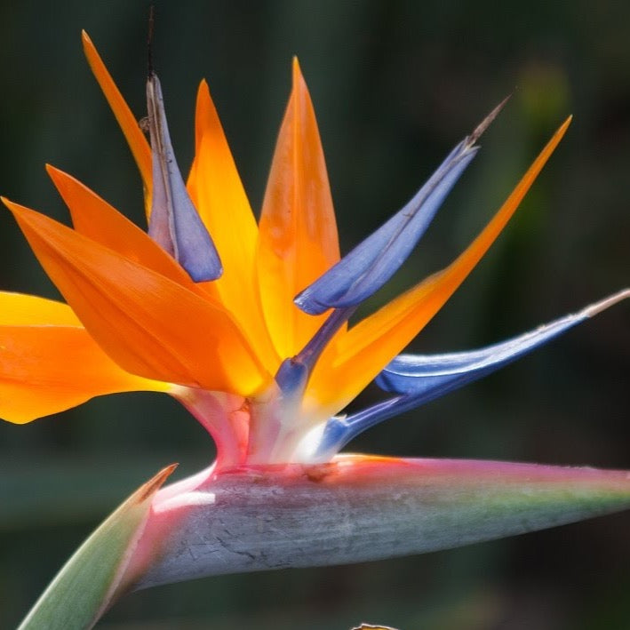 Orange Bird of Paradise