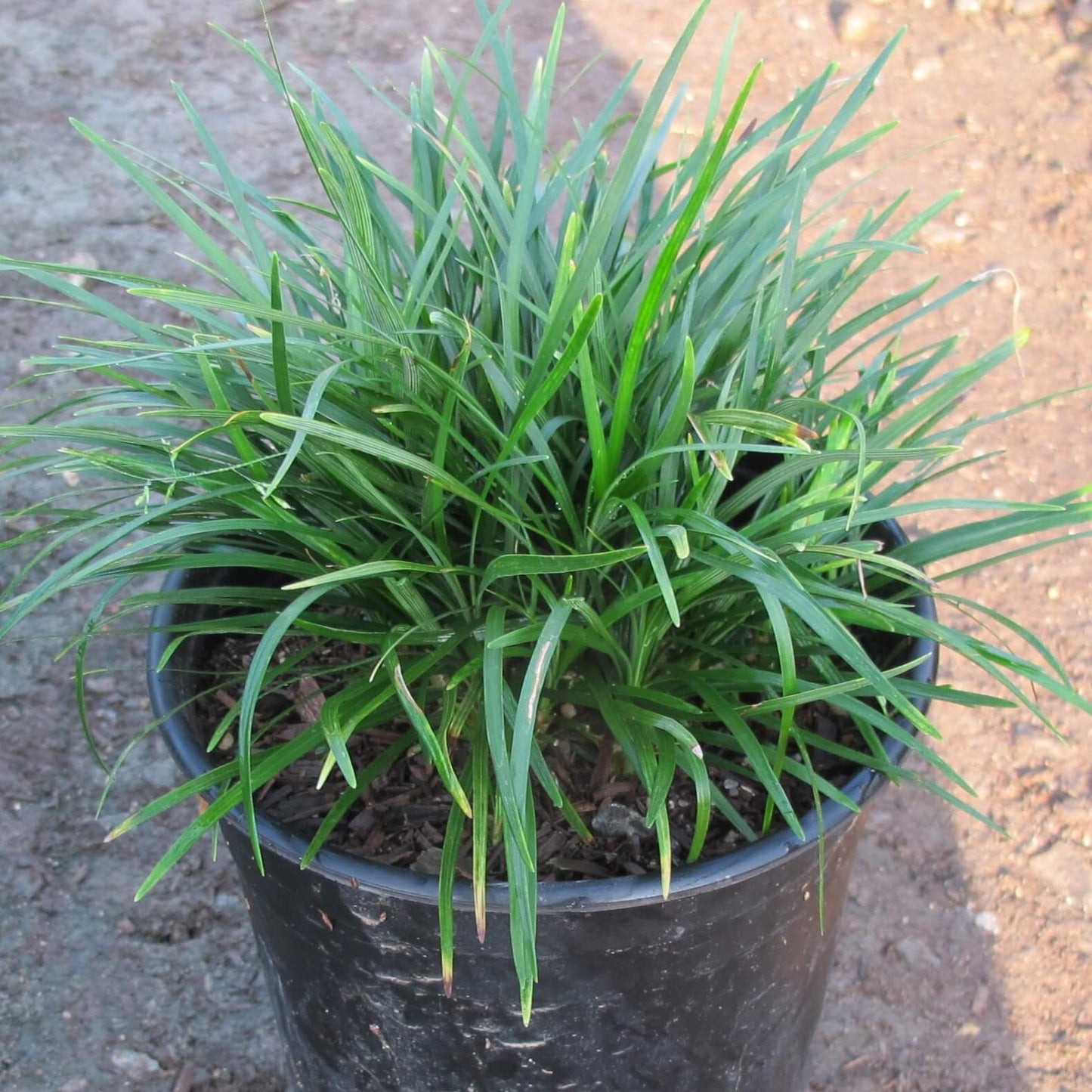 Dwarf Mondo