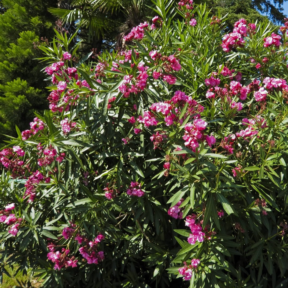 Oleander