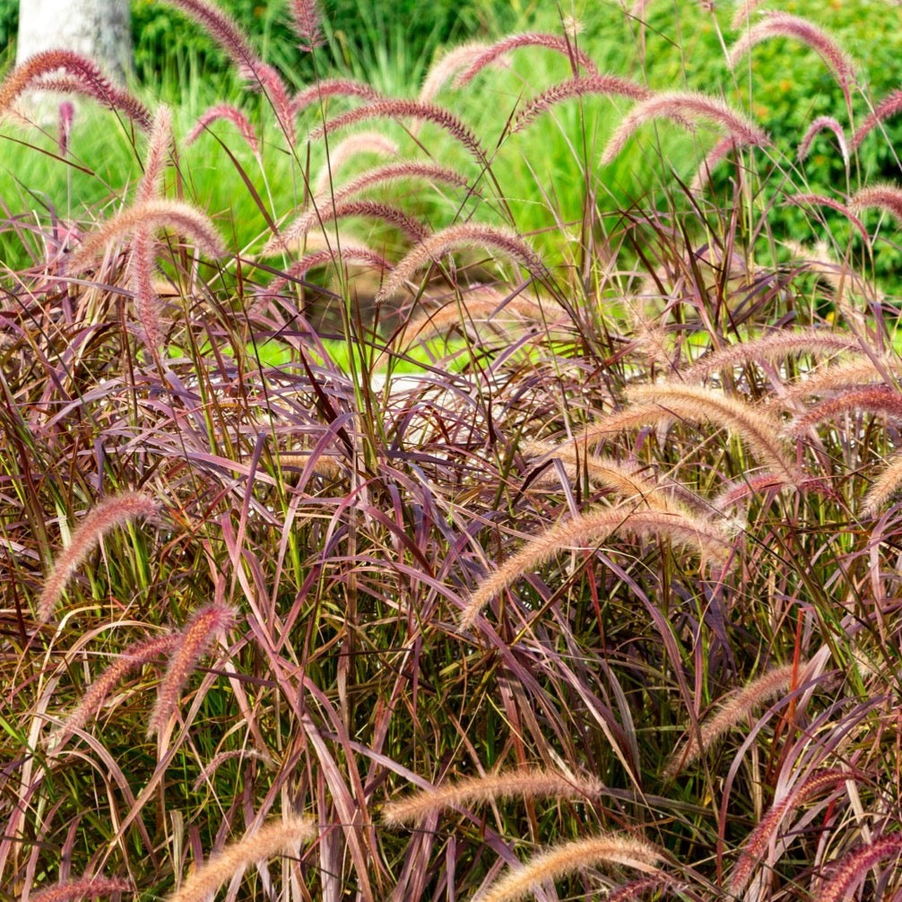 purple grass plants