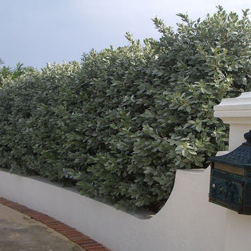 Silver Buttonwood