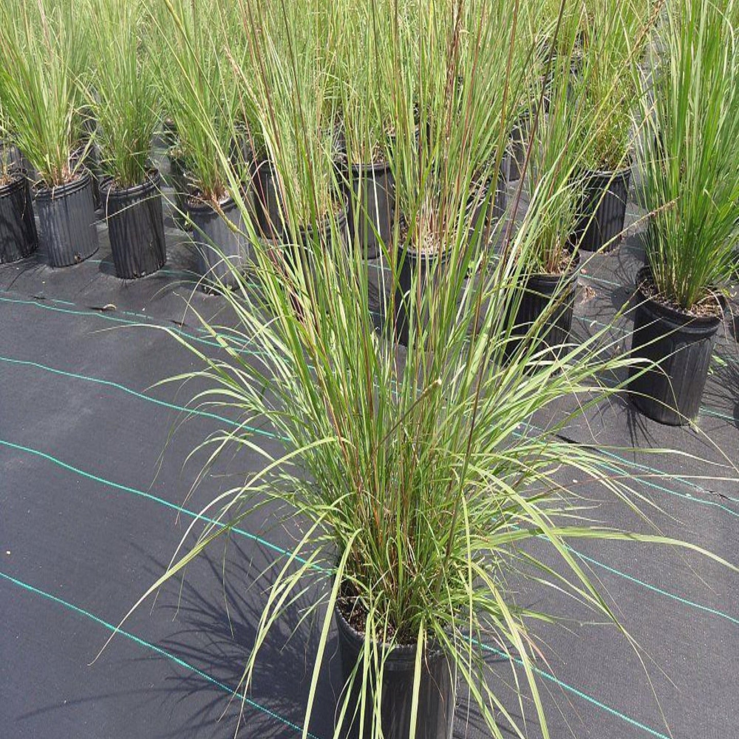 Fakahatchee Grass