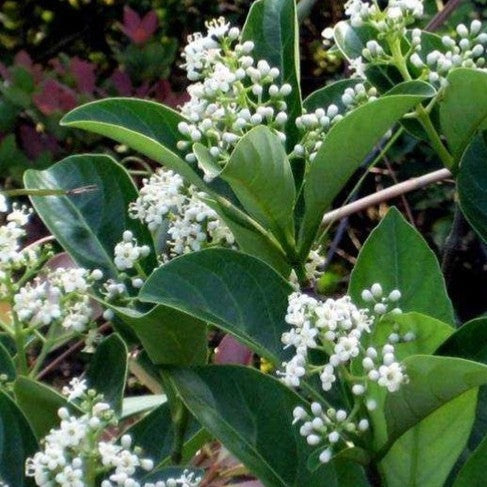 Viburnum Suspensum