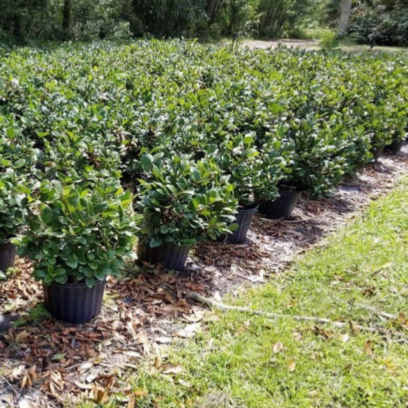 Viburnum Suspensum