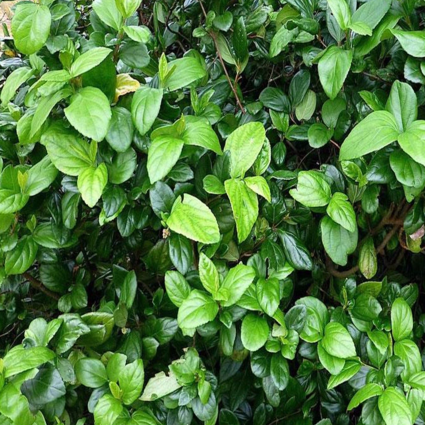 Viburnum Suspensum