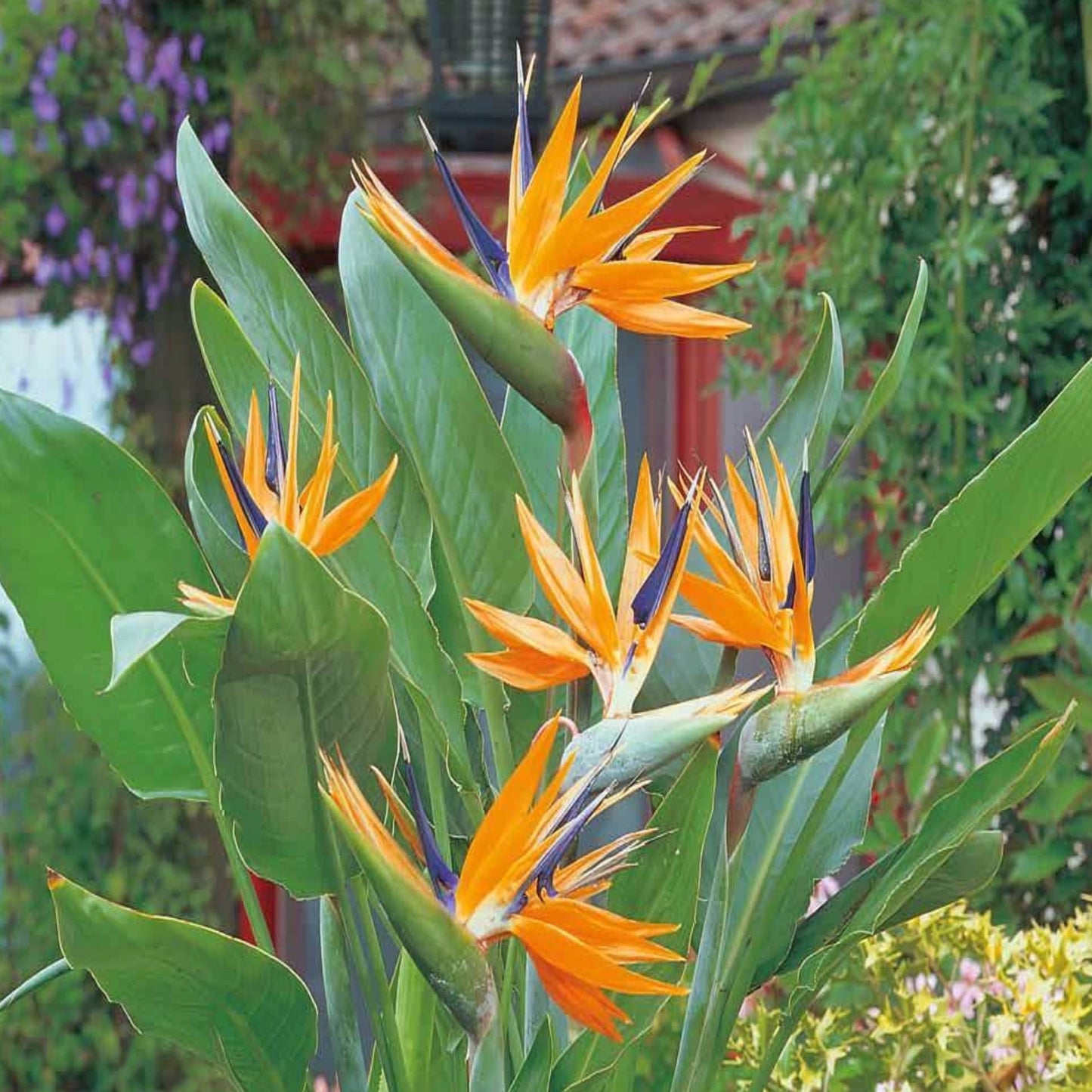 Orange Bird of Paradise