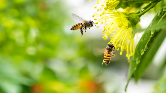 National Honey Bee Day: Why Your Landscape Matters More Than You Think