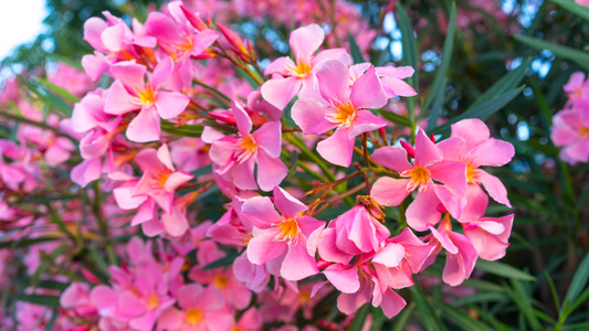 Get a Better Green Thumb with Flowers in Florida