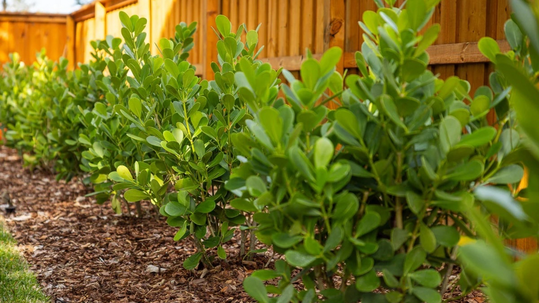 Where to Plant What: A Simple Guide to Getting It Right