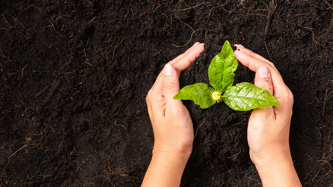 5 Ways to Create a More Eco-Friendly Yard in South Florida