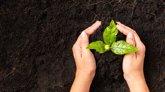 5 Ways to Create a More Eco-Friendly Yard in South Florida