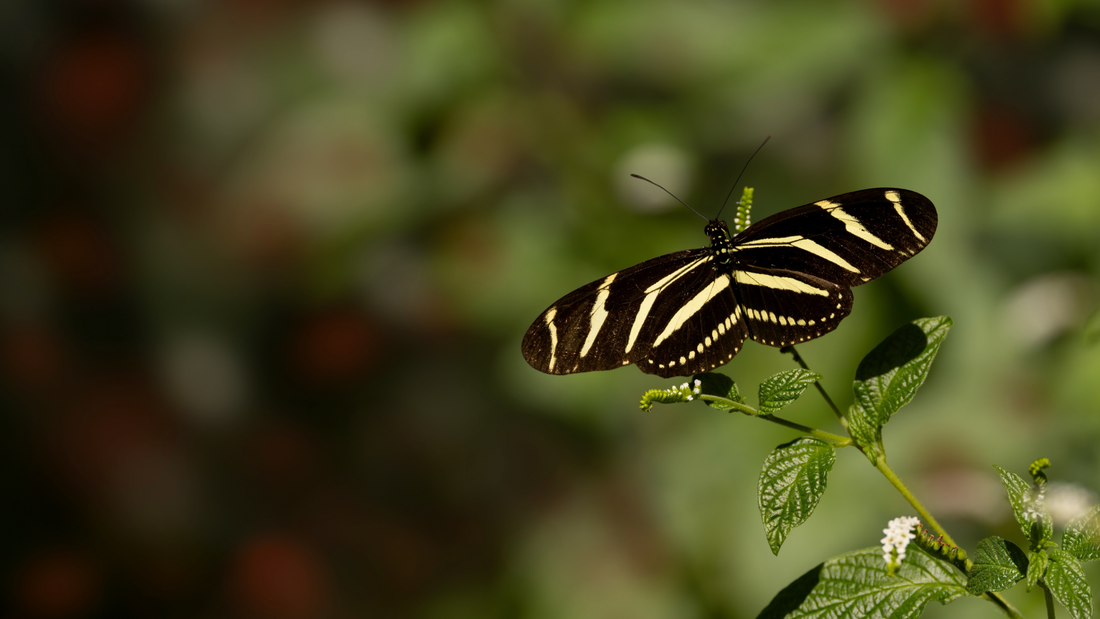 National Pollinator Week: 5 Flowering Plants Pollinators Love