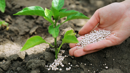 The South Florida Fertilizer Ban Is Almost Over. Here's What to Do Next.