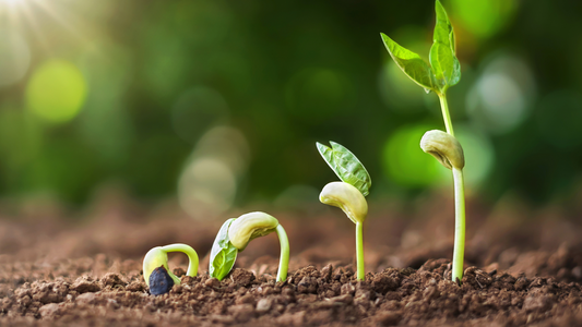Why October Is a Great Time to Plant in South Florida