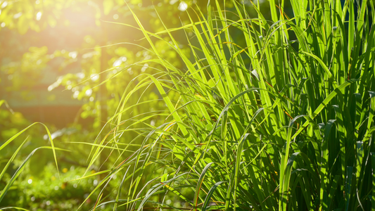 Lemongrass: A Versatile Beauty for Your Florida Landscape 🌿
