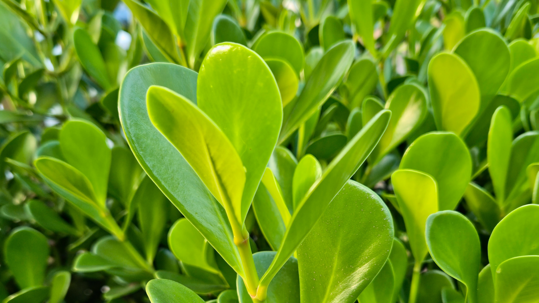 Transform Your Outdoor Space with Privacy Hedges in Florida