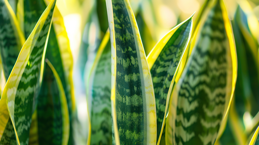 Why Florida Homeowners Love Snake Plants